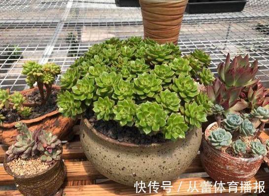 给花草换盆怕入坑？掌握6处正确做法，再不用烦恼伤亡问题
