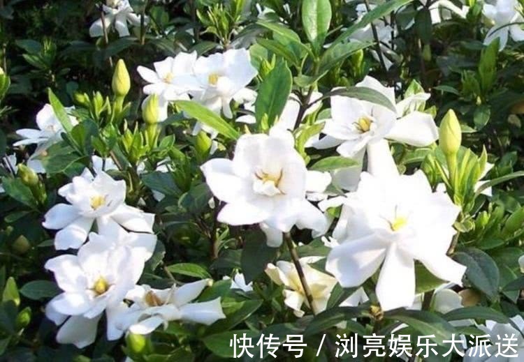 玫瑰|喜欢玫瑰,就养盆“优良玫瑰”大地主,花色红艳,美到让人心醉!