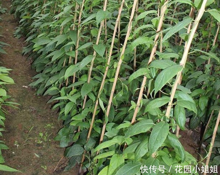 猕猴桃树|家有院子,养花落后了,一新品种果树出现,好看好养