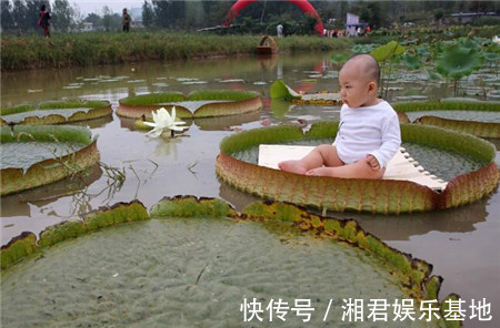 宝宝|男子将宝宝放在荷叶上,随后发生的事,让路人难以接受