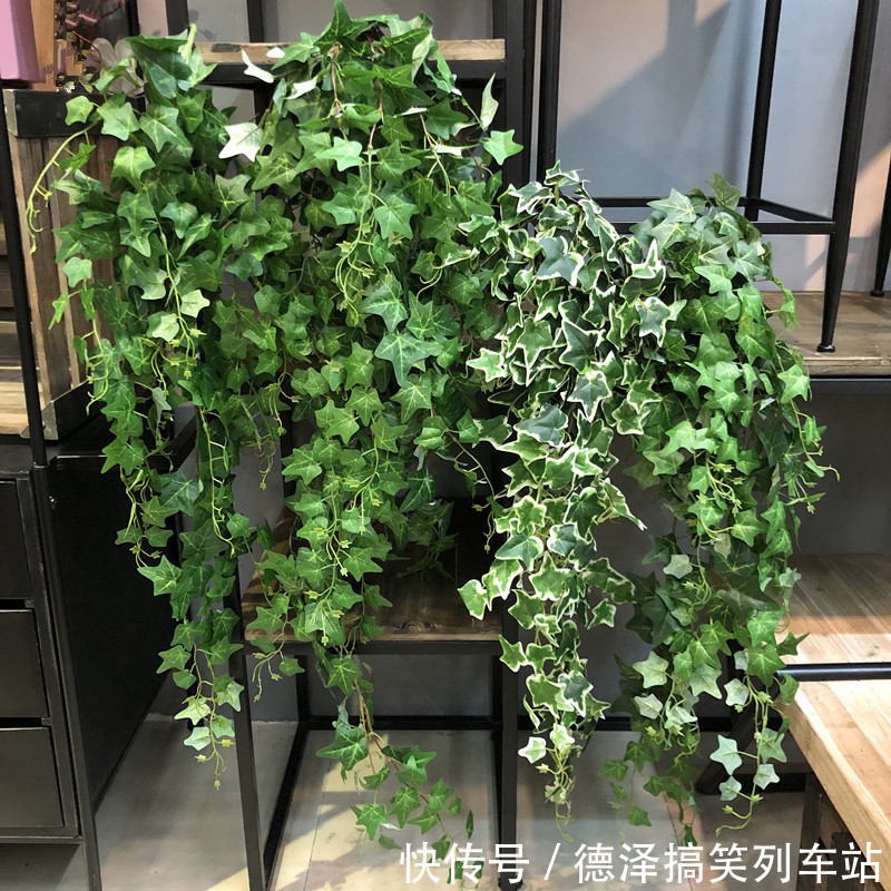 虎皮兰|九大“健康花”,建议大家养一盆,干净漂亮又吉祥