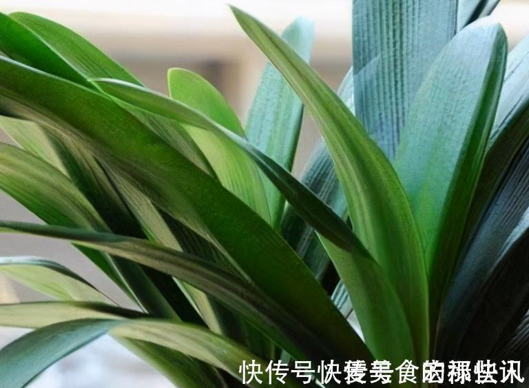 腐熟|君子兰容易饿,盆里用3种肥,根系壮,片油绿,开花旺