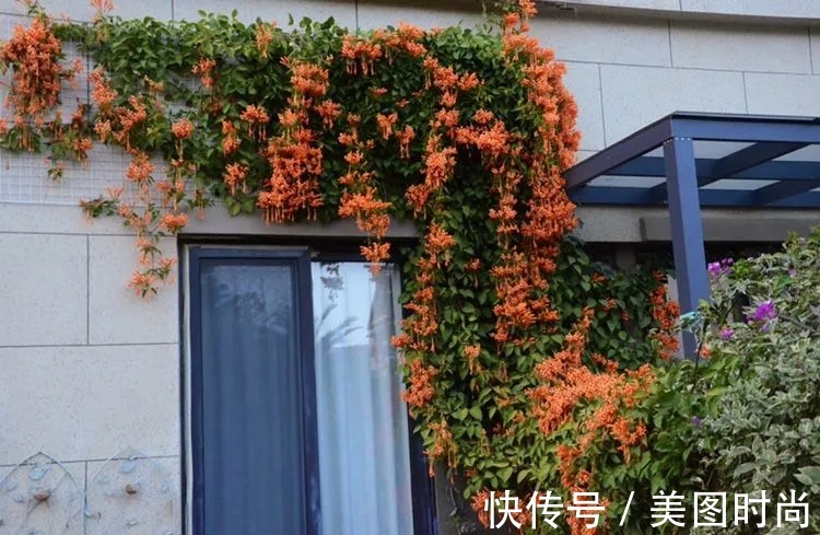 三角梅|120㎡别墅花园改造,经过三年的努力,小院从荒地到花开满园