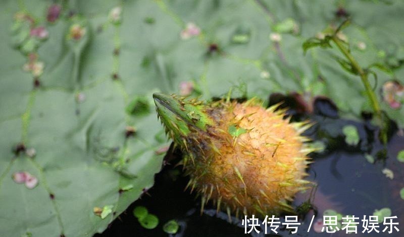 水中人参, 水里捞起来一斤卖十几块钱, 剥开一斤价格达到八十多