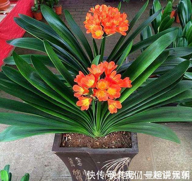 土壤|高手”用“黄土”养君子兰,一棵君子兰,不断生小芽,变成几十盆