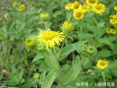 乡村|小黄花在河边的乡村曾经很常见,今天因为其药用价值10元一斤