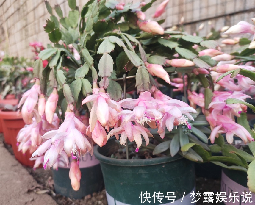 叶片|养蟹爪兰常见症状解决办法，只要发现不对劲，“见招拆招”准没错