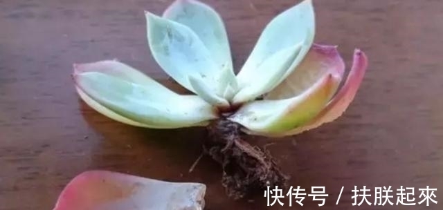 多肉|多肉叶片发黑、变透明、掉落,是在向我们释放“求救信号”!