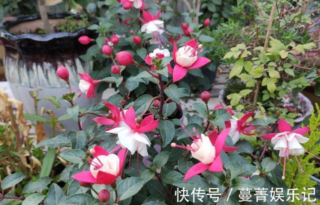 春季|4种花被称为“夏必死”,没有大棚环境,新手春季最好不要买