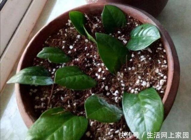 扦插花卉不用枝条，5种常见的花，摘片叶子就能插活！