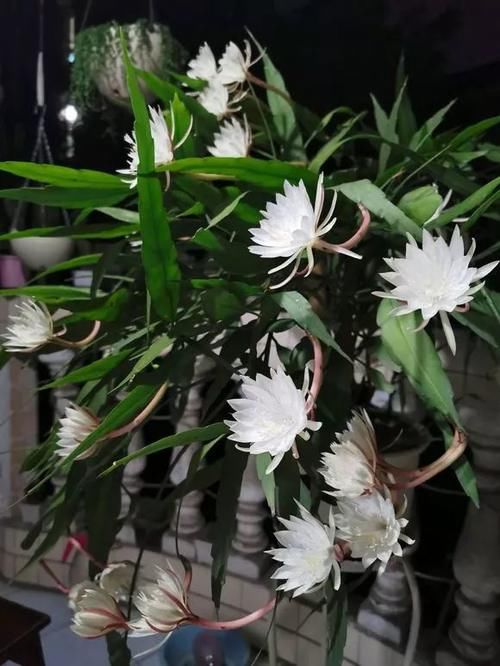 养了5年的蟹爪兰，原来是个“假货”，看看你家的是什么？