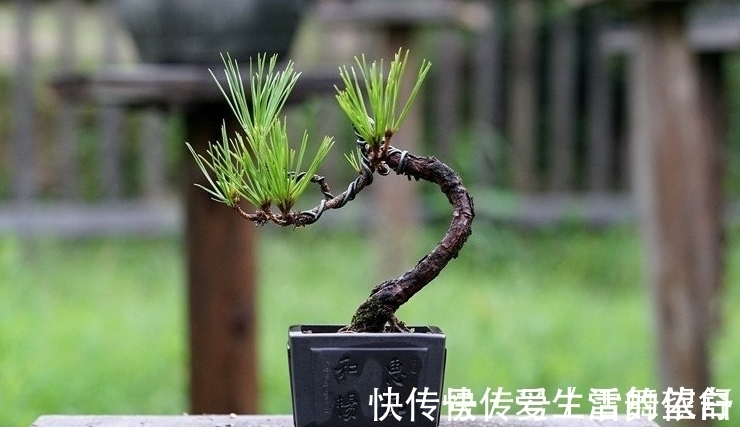 中国|6种高端松树盆景,日本品种占一半,最后1个却是中国一级保护植物