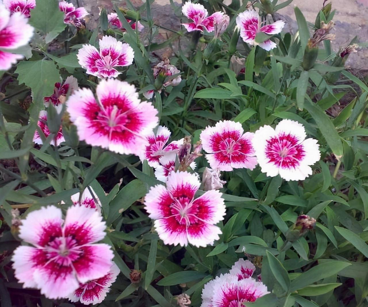 农历九月十八霜降后，养什么花？家里养3种花，三阳开泰财源广进