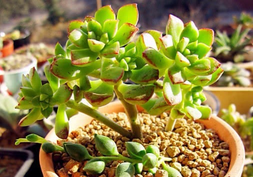 多肉酥皮鸭怎么养教你3个盆栽小妙招，养出小清新的酥皮鸭