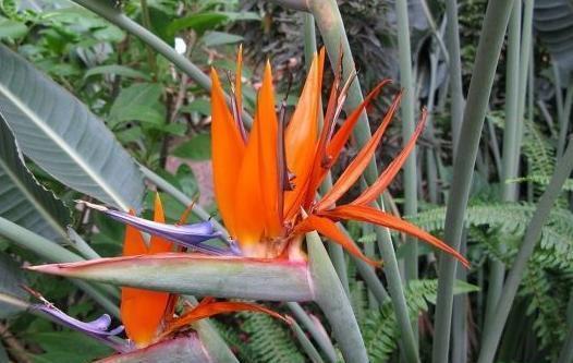 鹤望兰|盆栽养鹤望兰,记住4点秘诀,花叶长满盆,分分钟成花海