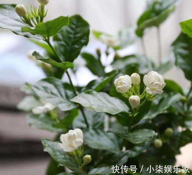 生根|扦插茉莉花,按照“此”方法,用点“这种水”,7天根系长满盆