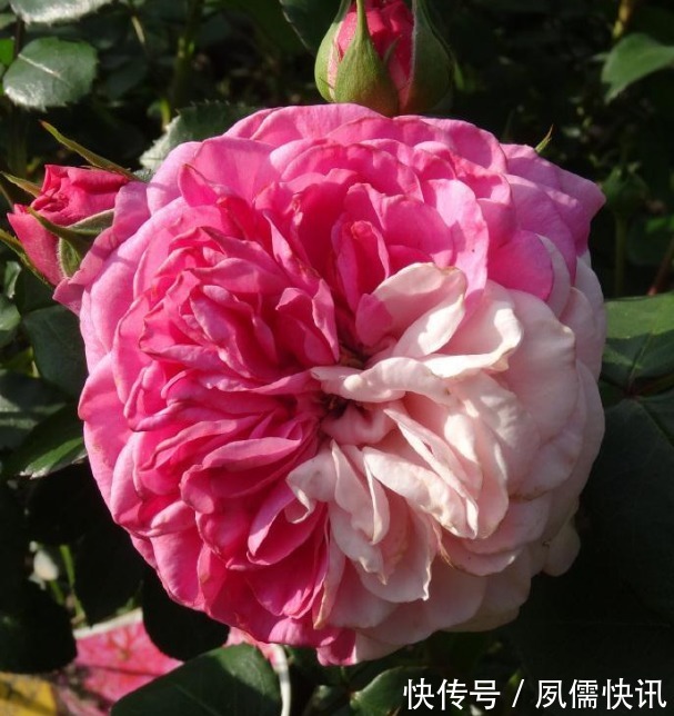 喜欢菊花，不如养盆“精品玫瑰”伯爵夫人，艳丽多姿，大气美丽