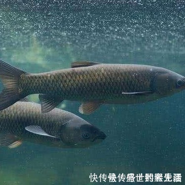 钓法|还在为钩距设定多少苦恼?教你轻松应对——盛世三渔