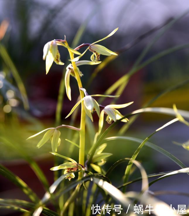 兰花什么时候种植?记住一句话:金4银10就不难了