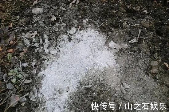 鸡蛋壳|在家里养花时,肥皂水、鸡蛋壳或煮菜的水别丢,是可以用来养花的