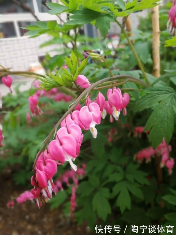 潮湿|院子里的阴凉角落,种上4种花,耐阴开花美,一年四季不用管