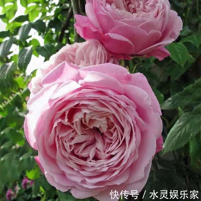 微月|“月季”不难养,记住2个养护“小要点”,盆盆都能开满枝!