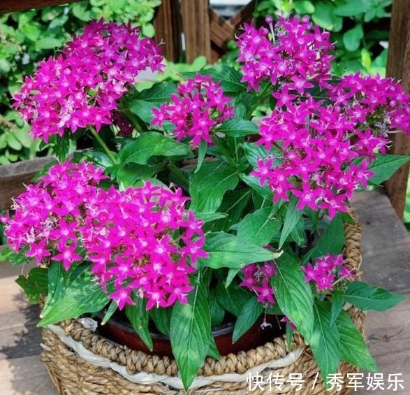 排水性|养花旧土该如何重复利用掌握这些,不用多费劲就能变成新土