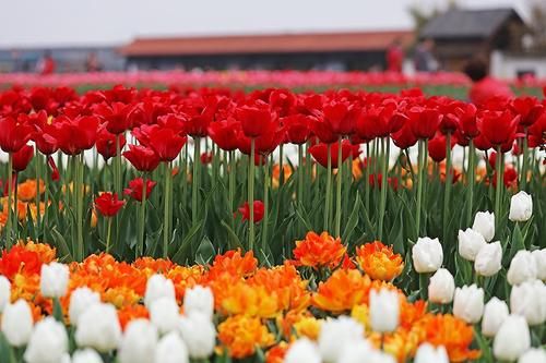 春风|26日来东西湖，看百万株郁金香花海吧