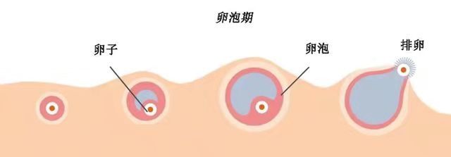 卵泡|【一医科普】又大又圆就是好卵泡？