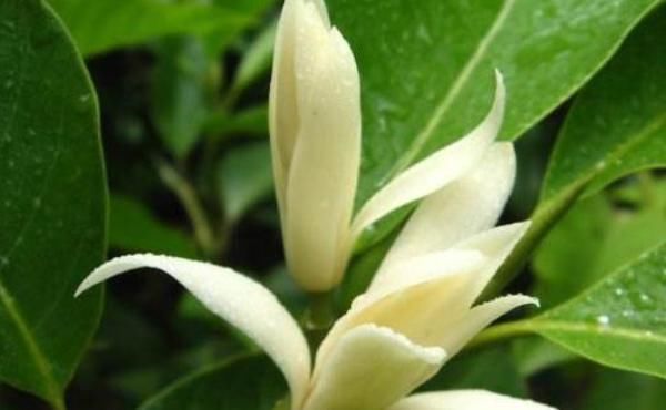 要注意|此花“再懒”的人也能养,一开就是大半年,没想到比桂花还要香