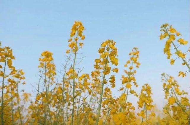 打卡|七拱油菜花开美如画，抓紧时机打卡吧！