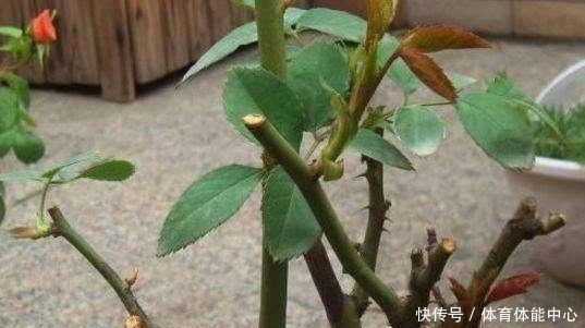 月季藏有“小开关”,长出“这种”枝条别乱剪,养2周花朵爆盆!