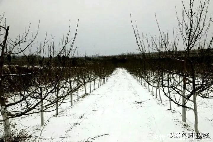 沙漠水：初春的小雪