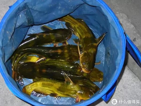 特性|江河中野钓黄颡鱼，环境和特性缺一不可，3大要素助你渔获满满