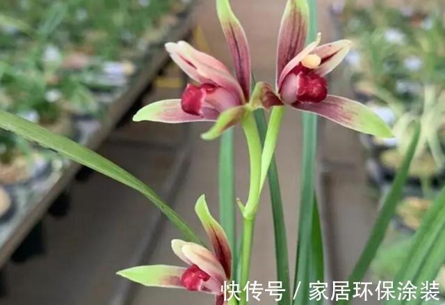 根系|新手养兰花,注意“三细节”,花姿优雅,一年能花开四五次