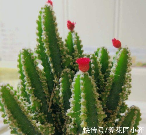 新手|春节前逛花市，新手买花“易被骗”，避开7种花，才能不吃亏