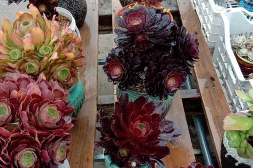 二九寒天，养多肉，想保命就得做到这“3多1少”