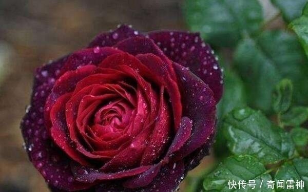 夜皇后|这些黑色的花是经过精心培养才出来的成果，是非常美丽的花