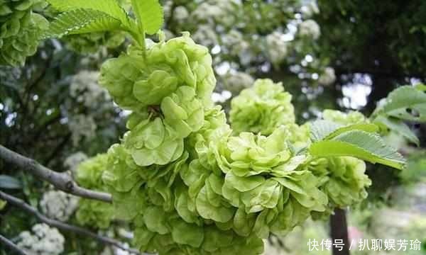 农村这些野菜，你吃的对么