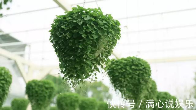 踩也踩不死的“野草”,长得像“铜钱草”,当做“吊兰”最好养