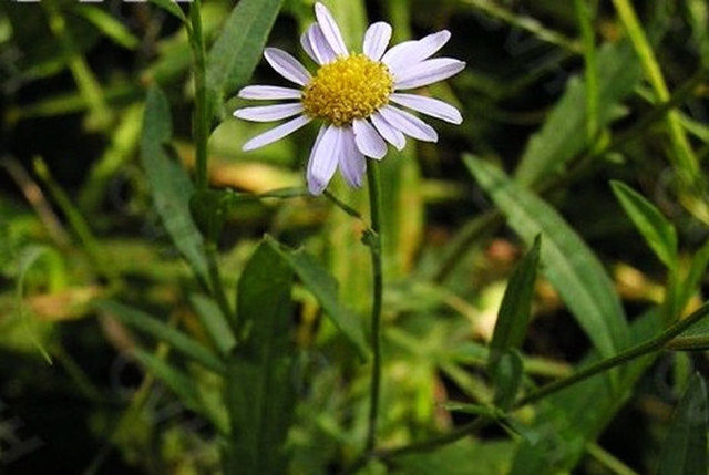 狗尾巴草|这个很有意思的中药，没想到清热效果这么好！