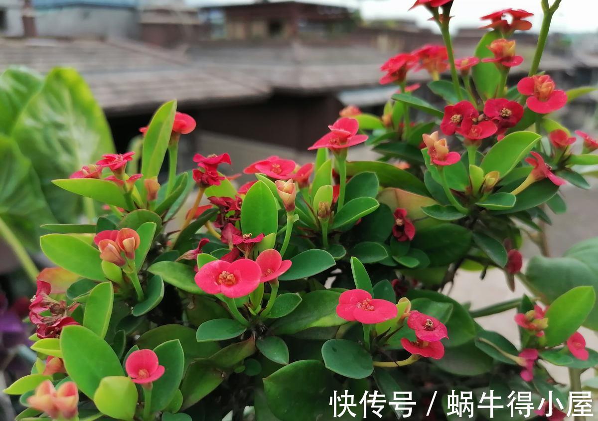 卧室|室内养花不能贪多，养得太多对身体不好，适量最重要