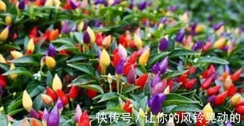 食物|会吃的人最健康,3种食物不可少,排毒养颜,身体棒棒哒!