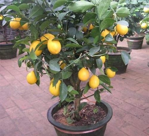 在家里养几种花草,净化空气给家人带来健康!