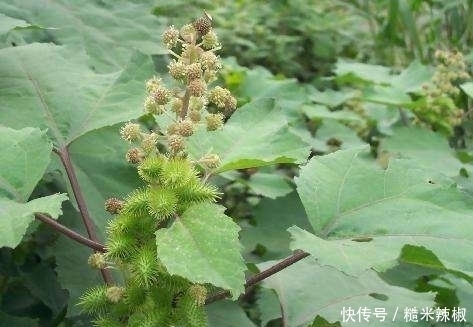 野果|提个醒：农村路边见到此野果，记得要拿回家，现在知道还不晚