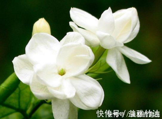 绣球花|4种盆栽花,全年有花开,种植很容易,值得栽培