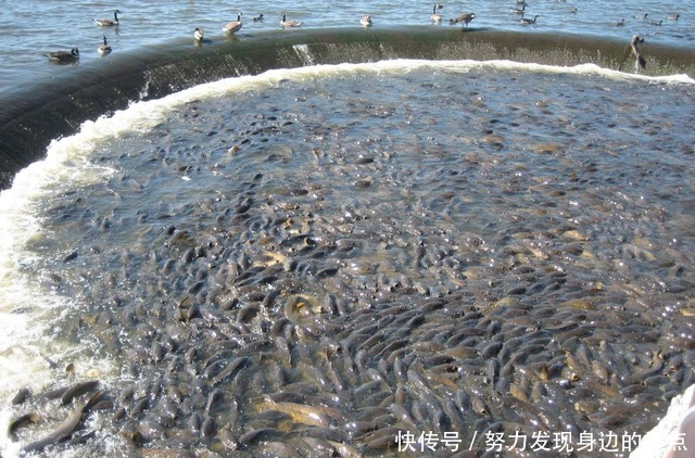  亚洲鲤鱼泛滥，逼疯老外出绝招“回旋镖”，整条河都能赶尽杀绝