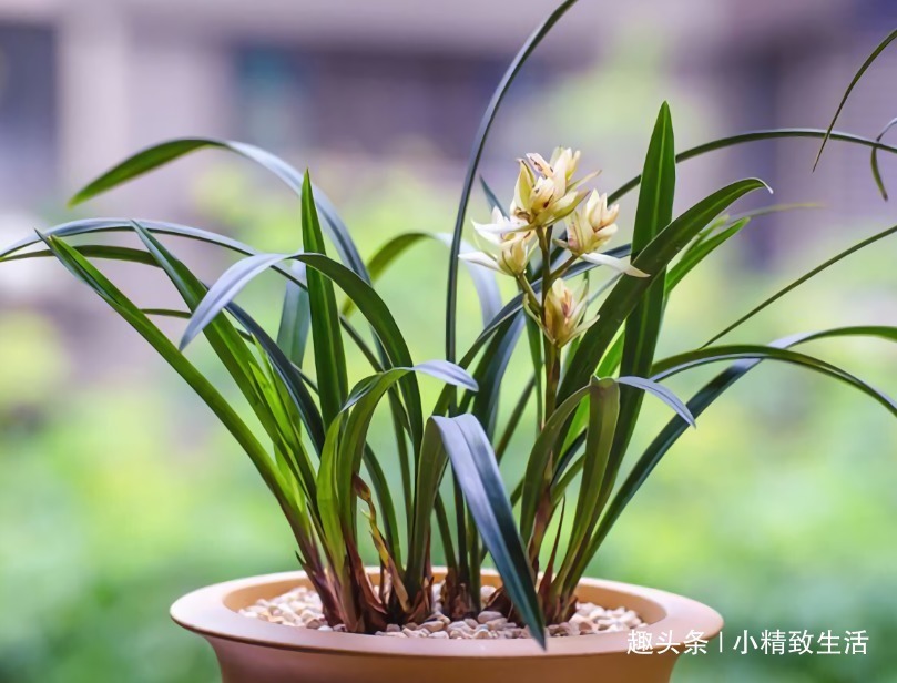 新手养兰花,4个误区别犯,不然好心办坏事,等着收空盆