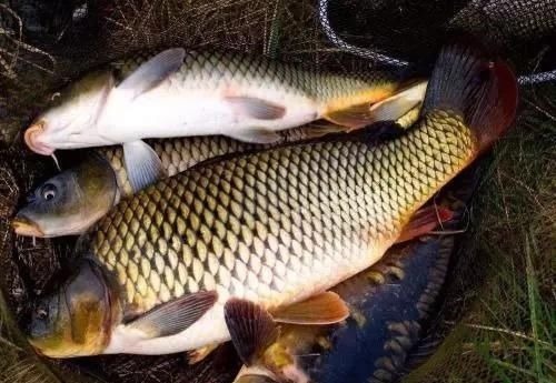 蒸鱼时,有人放盐也有人放酱油,酒店大厨:都错了!难怪鱼肉不鲜