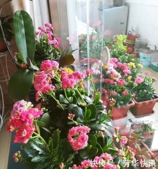 开花开关|养长寿花，左右剪一刀，打开“开花开关”，花量多一倍，爆成花球